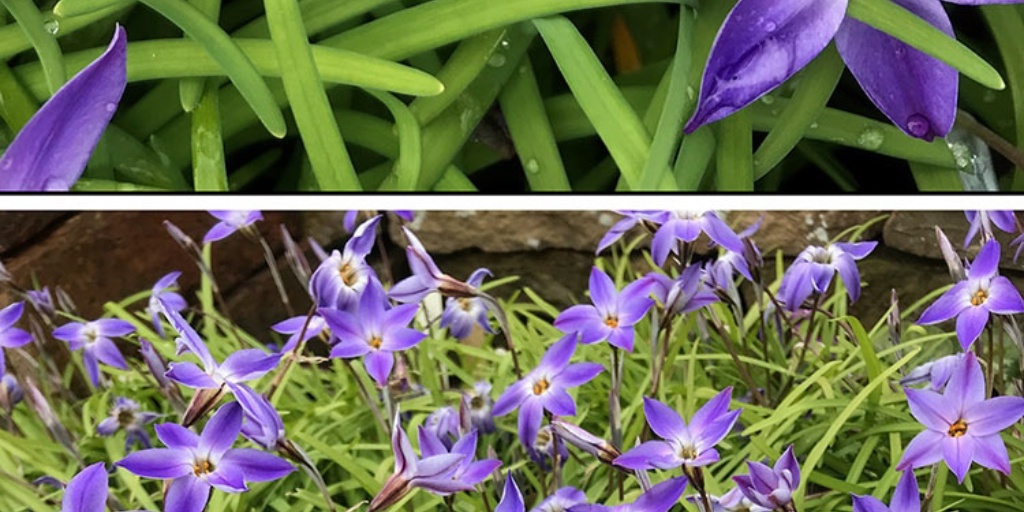 Hoo House Nursery Ipheion uniflorum 'Froyle Mill'